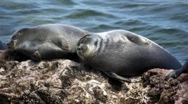 Hallan 130 focas muertas a orillas del lago Baikal