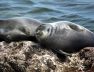 seals-621×354